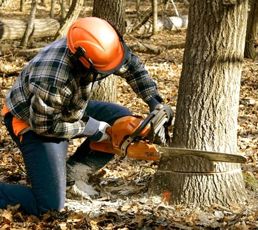 Tree Removal in Spirit Lake, IA